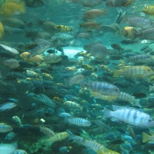 comp IMG 0555