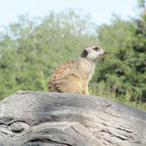 comp IMG 0559