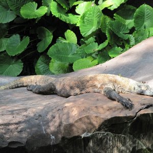 comp IMG 0637