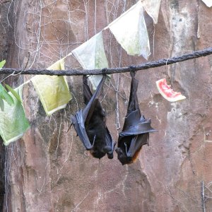 comp IMG 0641