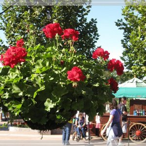 comp IMG 9021