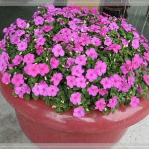 comp IMG 0250