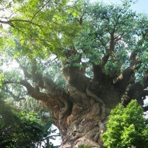 Tree of Life