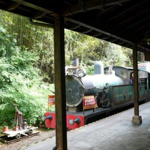 Wildlife Express
