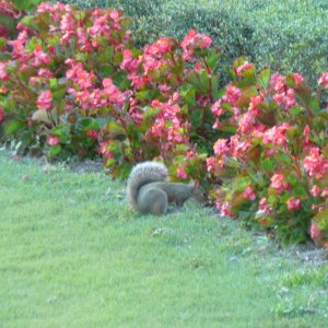 Eichhörnchen