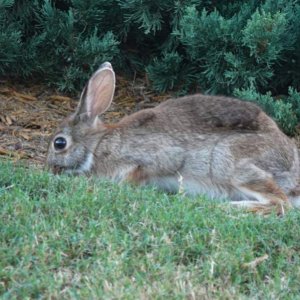 Hase