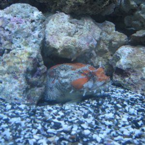 Tarnfisch