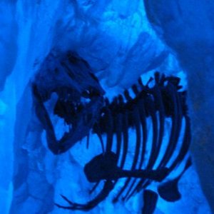 T Rex Icecave