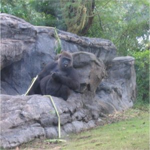 17.10.2008:
Animal Kingdom - "hey, was guckst Du"