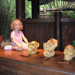 17.10.2008:
Animal Kingdom - Nein, ich hätte das meiner Tochter nicht erlaubt, der CM von Disney aber schon ...