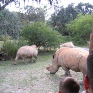 17.10.2008:
Animal Kingdom - Vollsperrung während der "Kilimanjaro Safari" die Nashörner dachten gar nicht daran, uns aus dem Weg zu gehen .