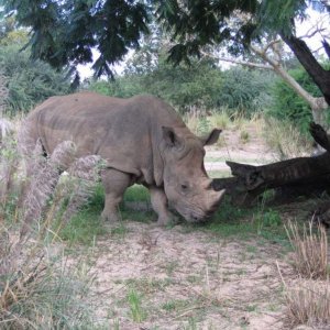 17.10.2008:
dies Nashorn stand wenigstens nicht auf der Straße rum ...