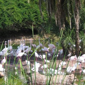17.10.2008:
Animal Kingdom - jede Menge Flamingos (mal näher ran gezoomt)