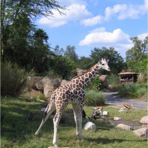 17.10.2008:
Animal Kingdom "Kilimanjaro Safari"
Ja, noch nicht mal dann hat man seine Ruhe - immer diese Touristen ..