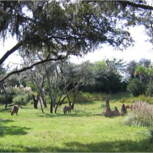 17.10.2008:
Animal Kingdom - diesmal hatten wir richtig Glück - so viele Tiere wie auf dieser Tour haben wir schon lange nicht mehr gesehen