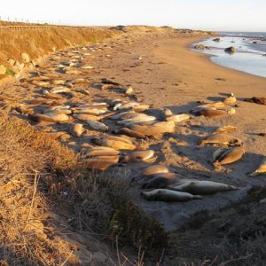 Seals in San Simeon, CA
