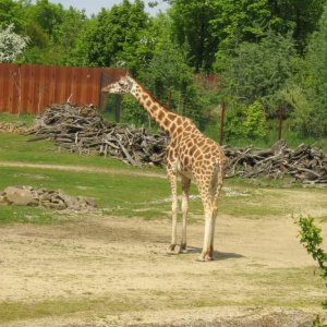 IMG 2968
