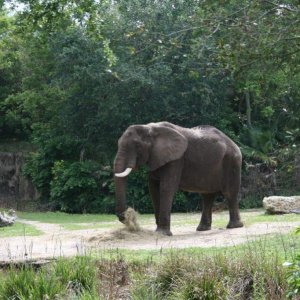 Elephant