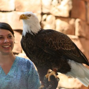 Flights of Wonder 2