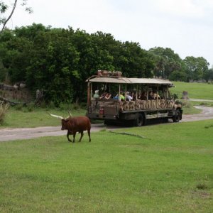Safari