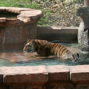 Tiger 2