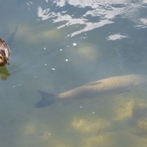 Fisch