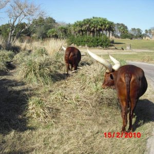 animal kingdom
safari