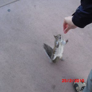 EPCOT
ein chips süchtiges eichhörnchen