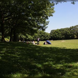 Auf der grünen Wiese