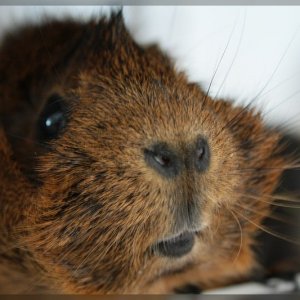 Eine Schweinenase