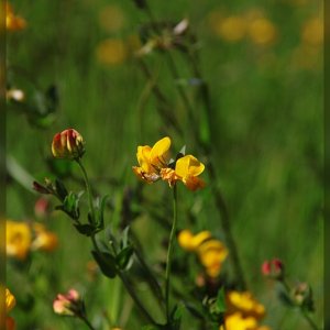 Auch hier blühen Blumen ;)