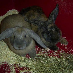 Minnie + Daisy