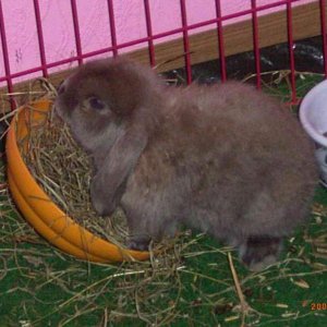 Klopfer
