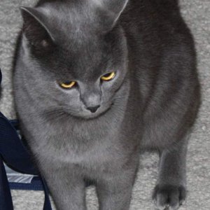 Bill ( BKH - Mix )