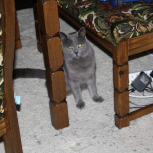 Bill