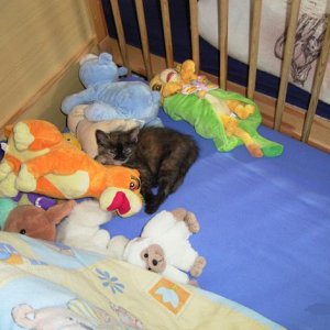 Suchbild: Wo ist die Katze *lol*