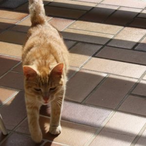 Ramses