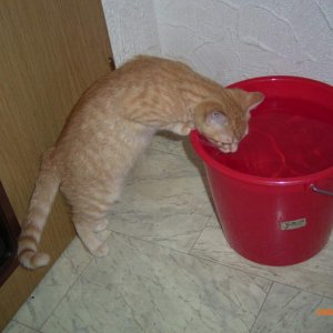 Ramses 1