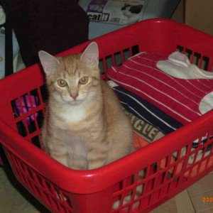 Ramses 2