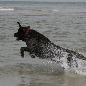 buddy1