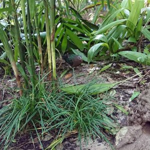 DSC 0084
