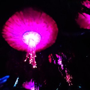 DSC 0281
