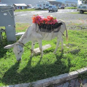 IMG 0521