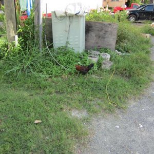 IMG 0525
