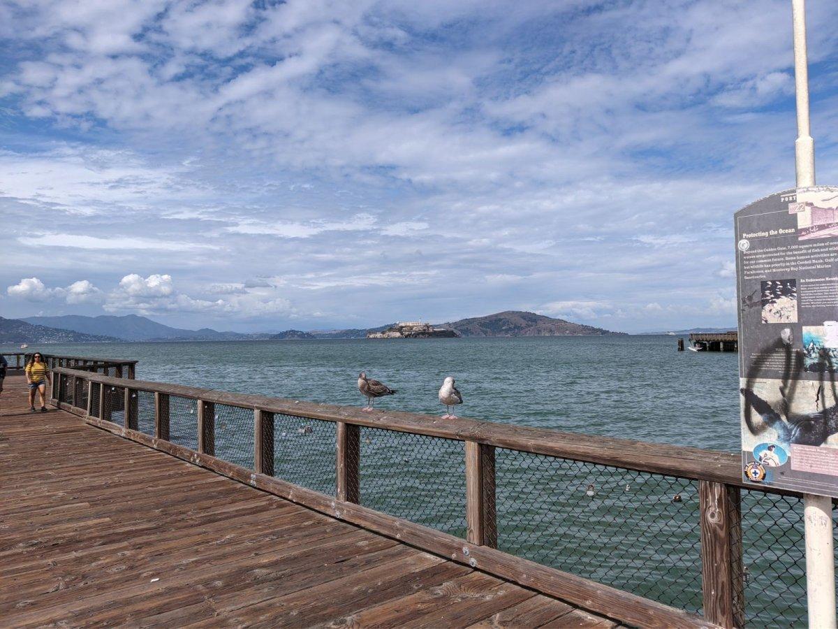 Alcatraz_and_Seagulls.jpg