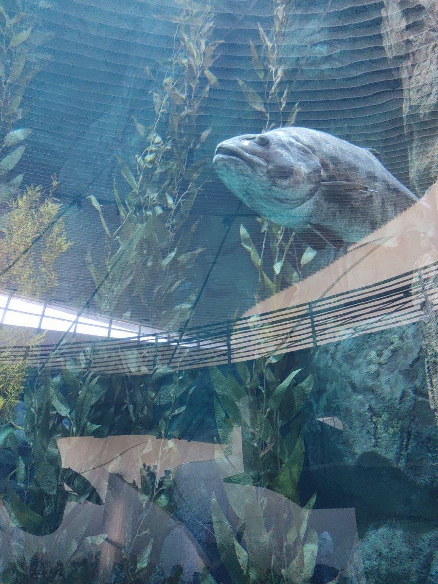 AQUARIUM_OF_THE_PACIFIC_02.jpg