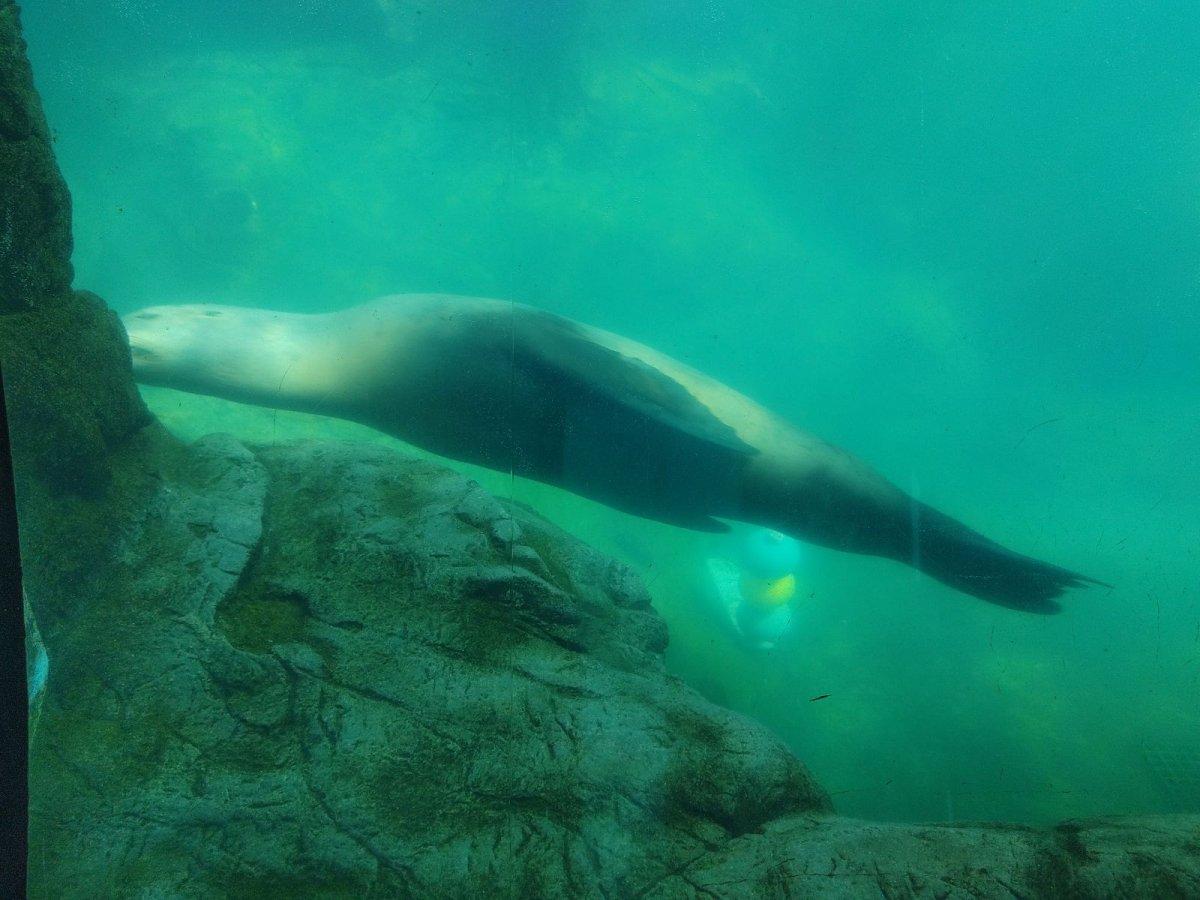 AQUARIUM_OF_THE_PACIFIC_03.jpg