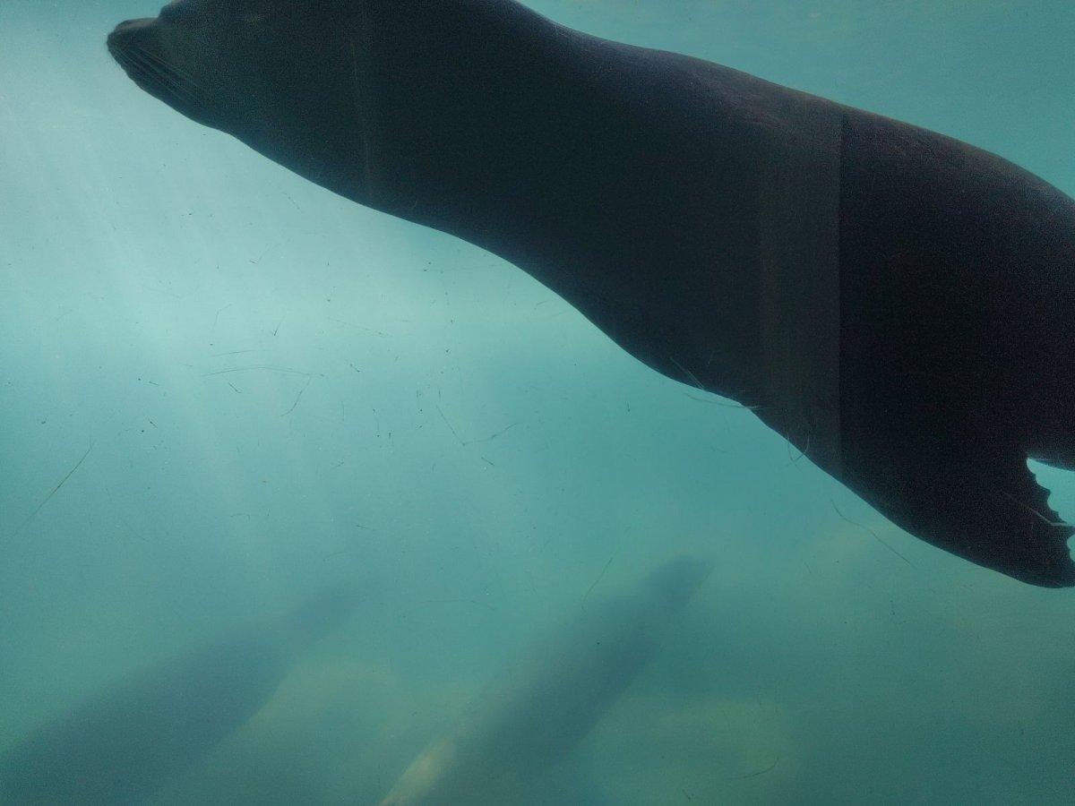 AQUARIUM_OF_THE_PACIFIC_04.jpg