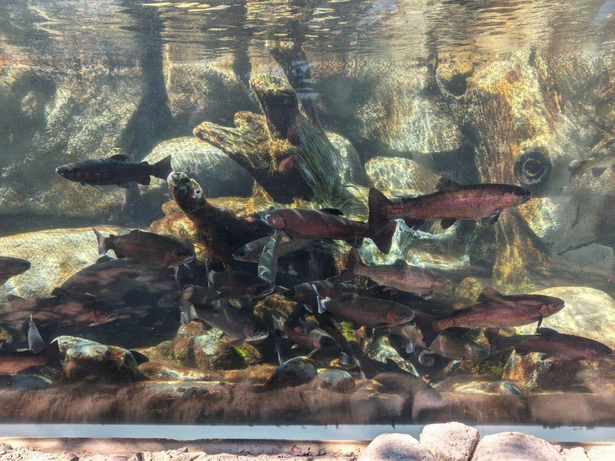 AQUARIUM_OF_THE_PACIFIC_10.jpg