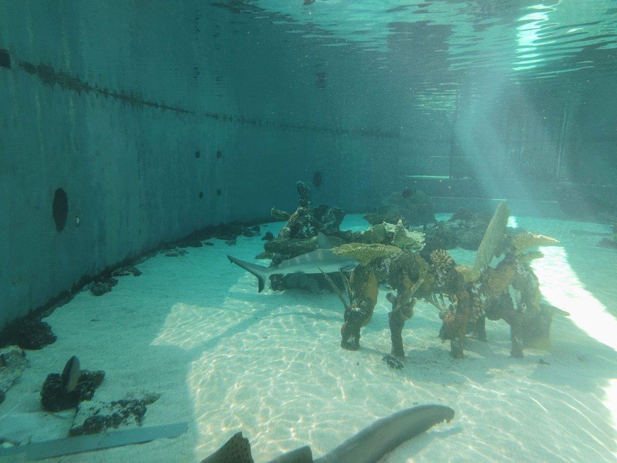 AQUARIUM_OF_THE_PACIFIC_14.jpg